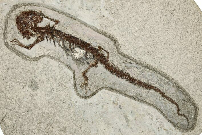 Fossil Salamander (Chelotriton) - Gračanica, Bosnia #278945